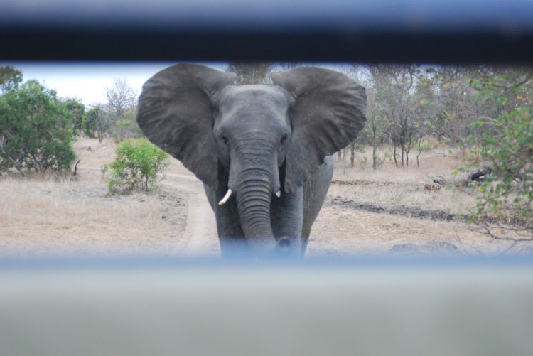 elephant following car