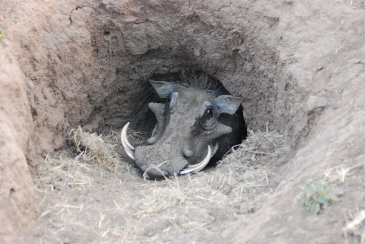 Warthog in burrow